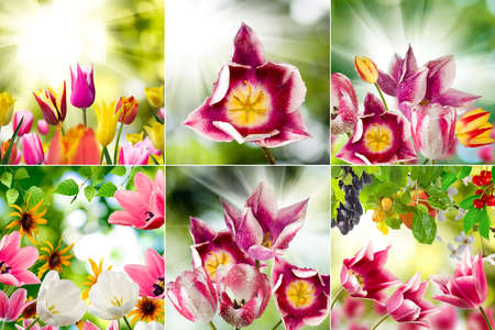 image of beautiful flowers in the garden close upの写真素材