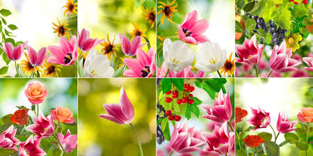 image of beautiful flowers in the garden close upの写真素材