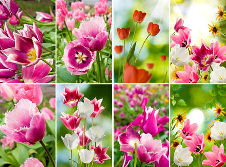 image of beautiful flowers in the garden close upの写真素材