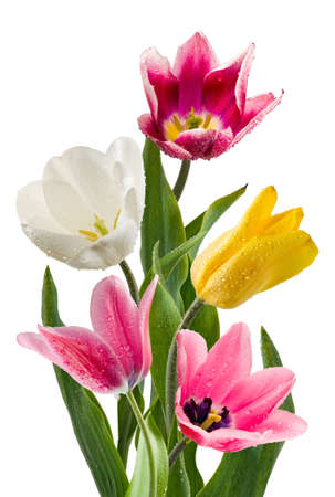 image of beautiful flowers of tulips in the garden close upの写真素材