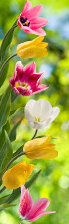 image of beautiful flowers of tulips in the garden close upの写真素材