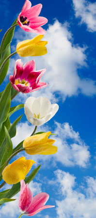 image of beautiful flowers of tulips in the garden close upの写真素材