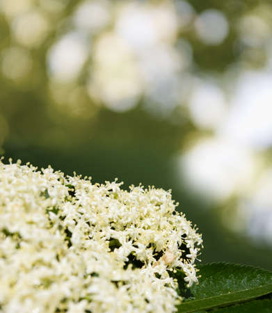 image of beautiful flowers in the garden close-upの写真素材