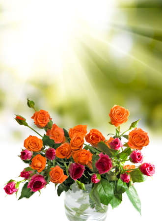image of beautiful flowers of roses closeupの写真素材
