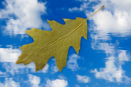 image of leaf with droplet on sky background close upの写真素材
