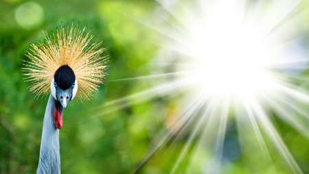 image of crowned crane in a park closeupの写真素材