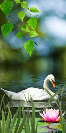 image of swans and lotus on the water closeupの写真素材