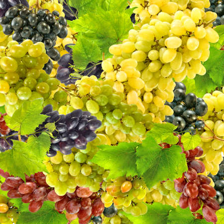 image of ripe grapes in the garden closeupの写真素材