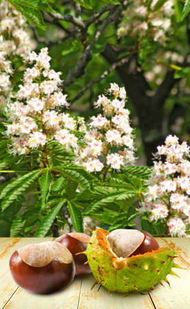 image of chestnut closeupの写真素材