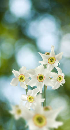 image of narcissus  in the garden on a green background closeupの写真素材