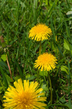 image of beautiful flowers close upの写真素材