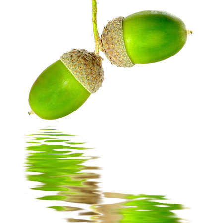 Isolated image of two acorns on a white batskgroundの写真素材