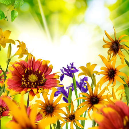 Image of beautiful flowers in the gardenの写真素材
