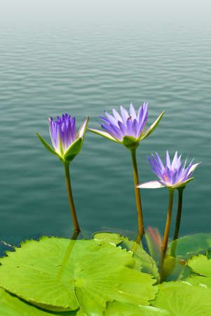 image of a lotus flower on the water close upの写真素材