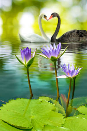 image of two swans on the water in park close-upの写真素材