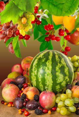 image of many fruits closeupの写真素材