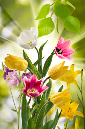 image of beautiful flowers in the garden close upの写真素材