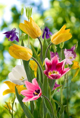 image of beautiful flowers in the garden close upの写真素材
