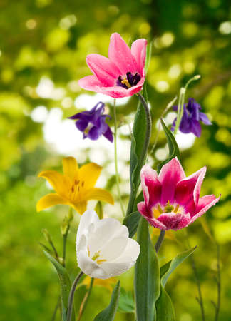 image of beautiful flowers in the garden close upの写真素材