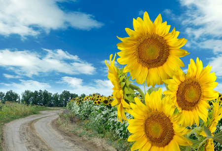 images of sunflowers by the road closeupの写真素材