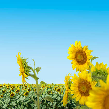 image of sunflowers in a field closeupの写真素材