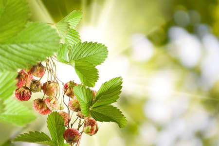 image of strawberry close upの写真素材