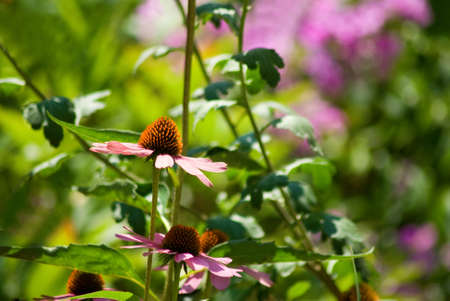 image of beautiful flowers in the gardenの写真素材