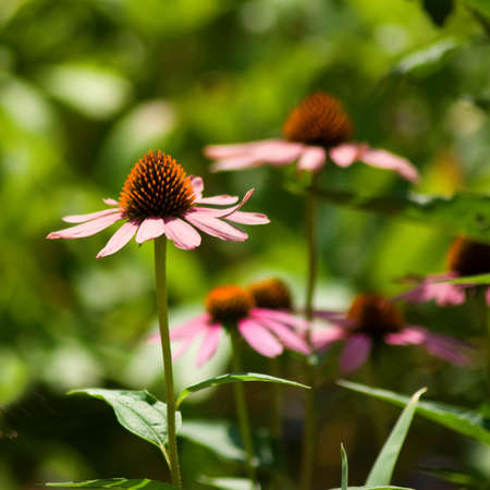 image of beautiful flowers in the gardenの写真素材