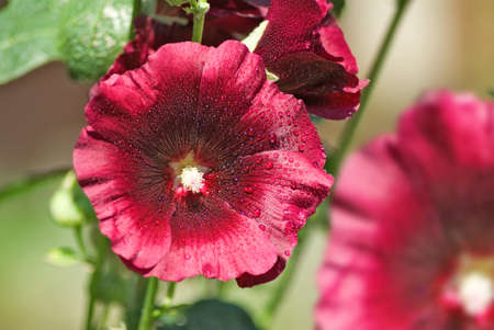 image of beautiful flowers in the gardenの写真素材