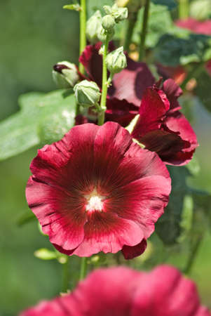 image of beautiful flowers in the gardenの写真素材
