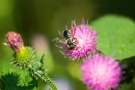 beautiful flowers in the gardenの写真素材