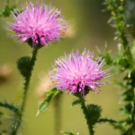 image of beautiful flowers in the gardenの写真素材