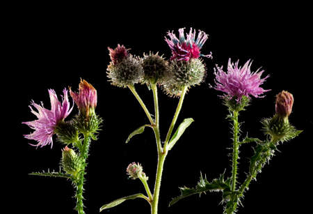 image of beautiful flowers in the garden closeupの写真素材