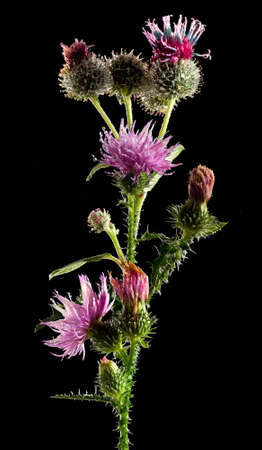 image of beautiful flowers in the garden closeupの写真素材