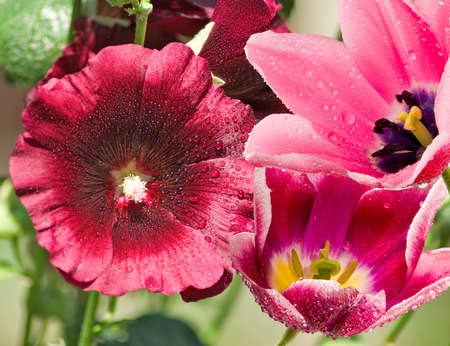 image of beautiful flowers in the garden closeupの写真素材