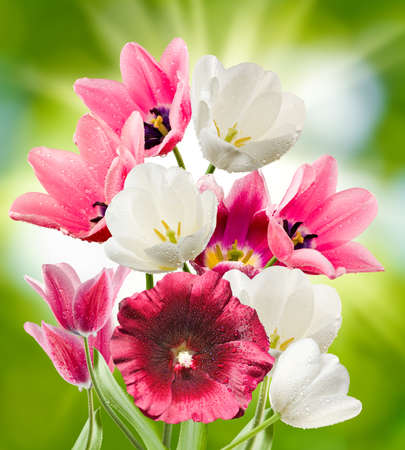 image of beautiful flowers in the garden close-upの写真素材