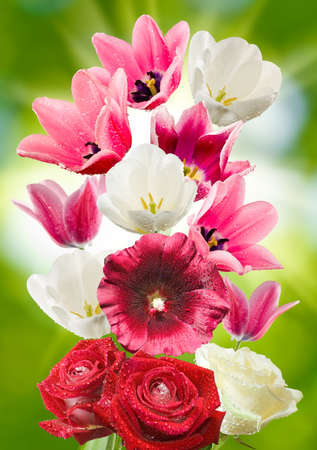 image of beautiful flowers in the garden closeupの写真素材