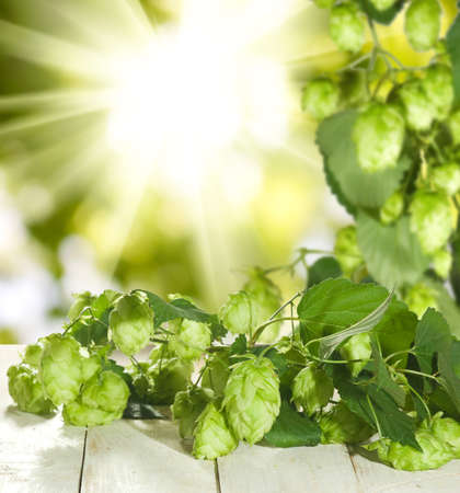 Image of hop on sun background close upの写真素材