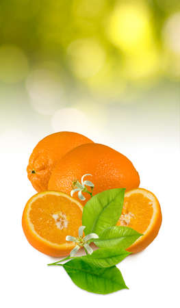 image of ripe sweet orange close upの写真素材