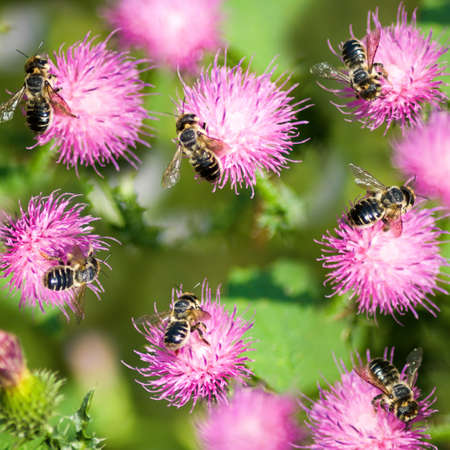 image of flowers and bees in the garden closeupの写真素材