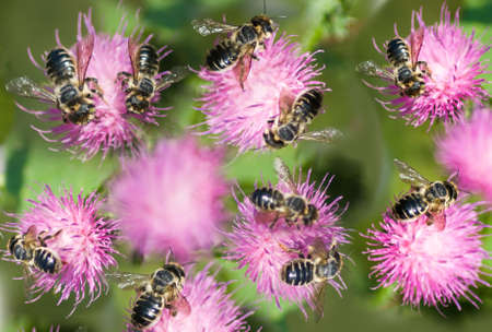 image of flowers and bees in the garden closeupの写真素材