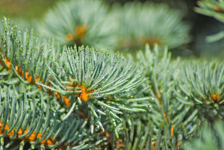 image of spruce branches with dropsの写真素材