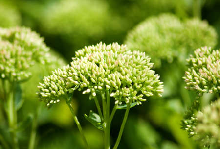 image of beautiful plant close-upの写真素材