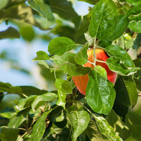 image of apple tree in the garden close upの写真素材