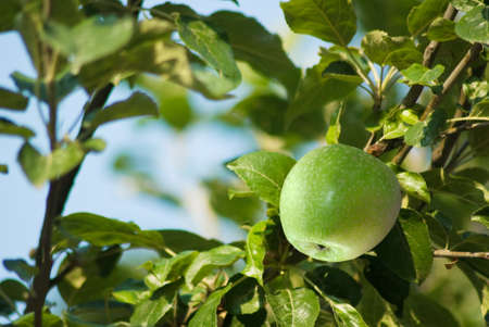 image of apple tree in the garden closeupの写真素材