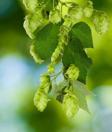 image of hop on a green background close upの写真素材