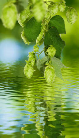 image of hop over the water closeupの写真素材