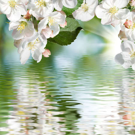 image of blooming branch over the water closeupの写真素材