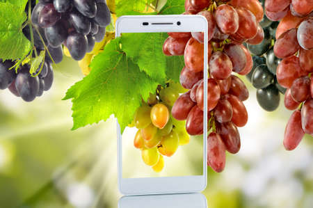 smartphone and grapes in the garden closeupの写真素材