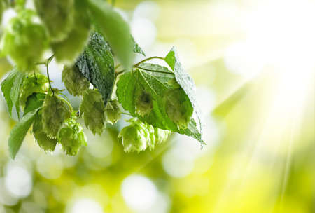 branches hop on a green background close upの写真素材